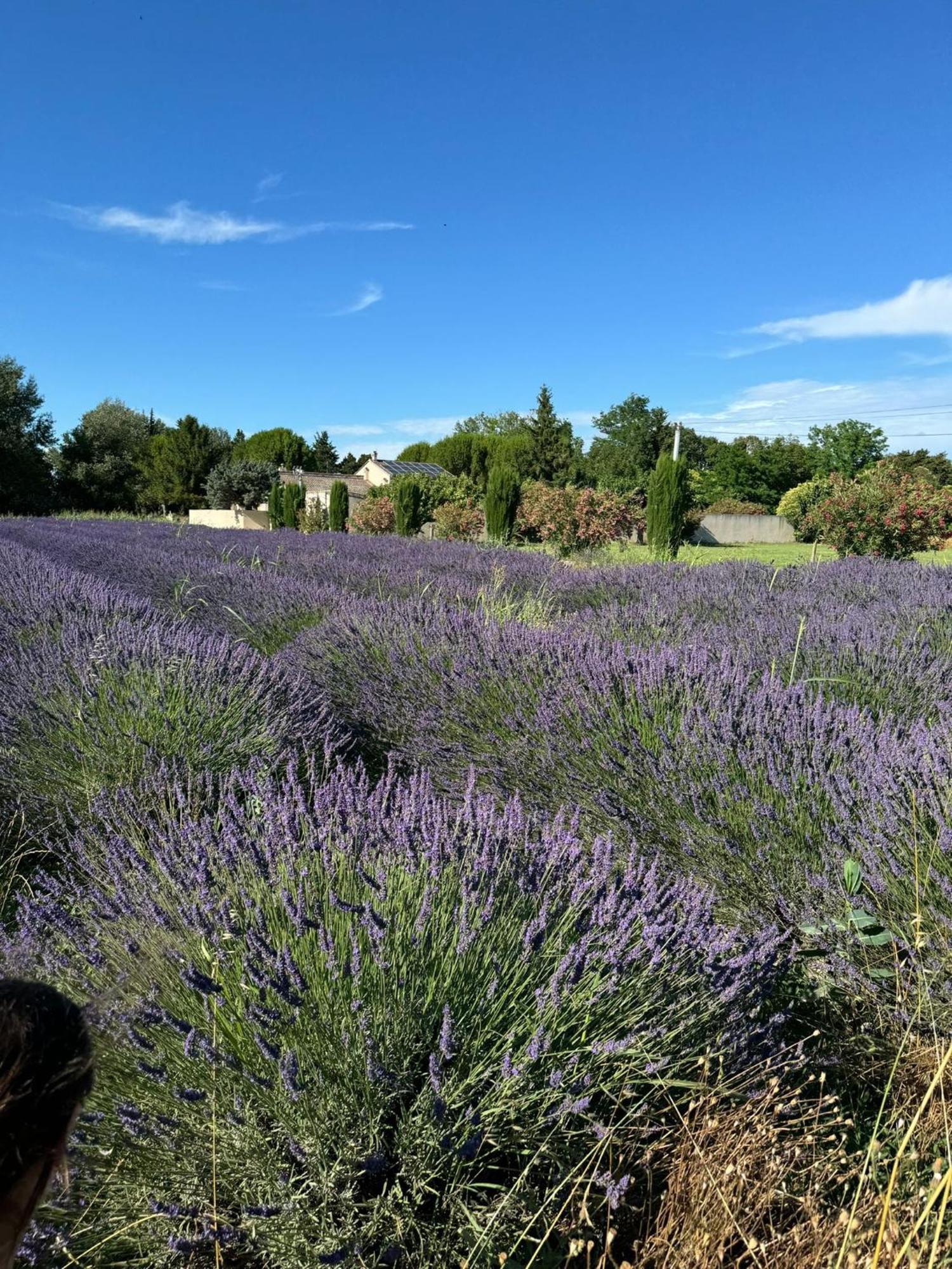 Appartement Neuf Et Au Calme Proche Avignon Althen-des-Paluds Bagian luar foto